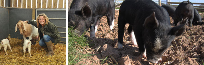 animals on the farm