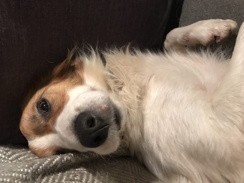Teg lying on the sofa