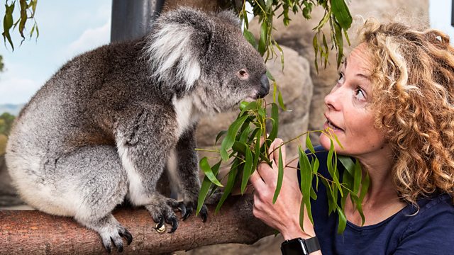 Kate Humble and koala in Animal Park