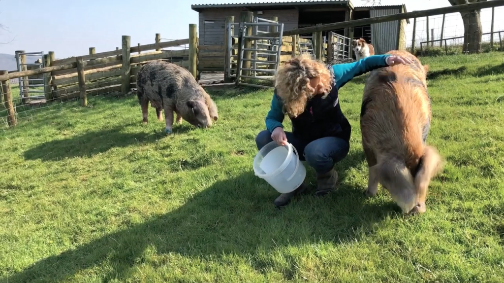 Kate Humble's putting the pigs out