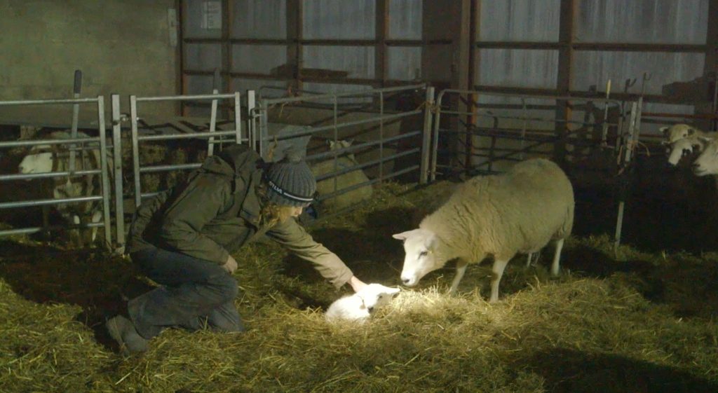 Kate Humble Lambing Live