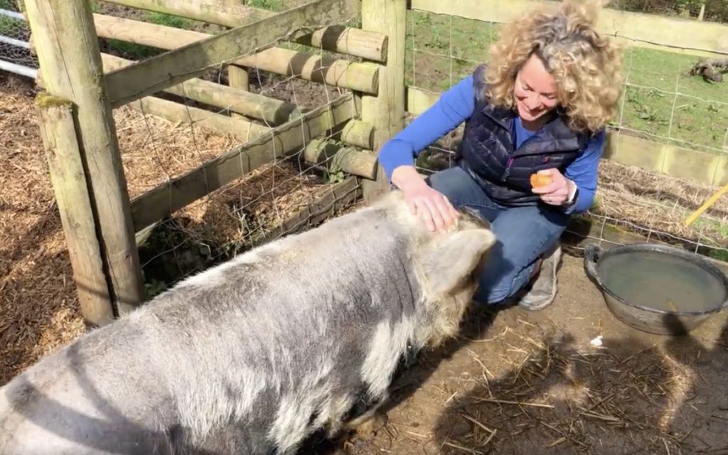 Breakfast time for Kate Humble's Kune Kune pigs Duffy & Delilah