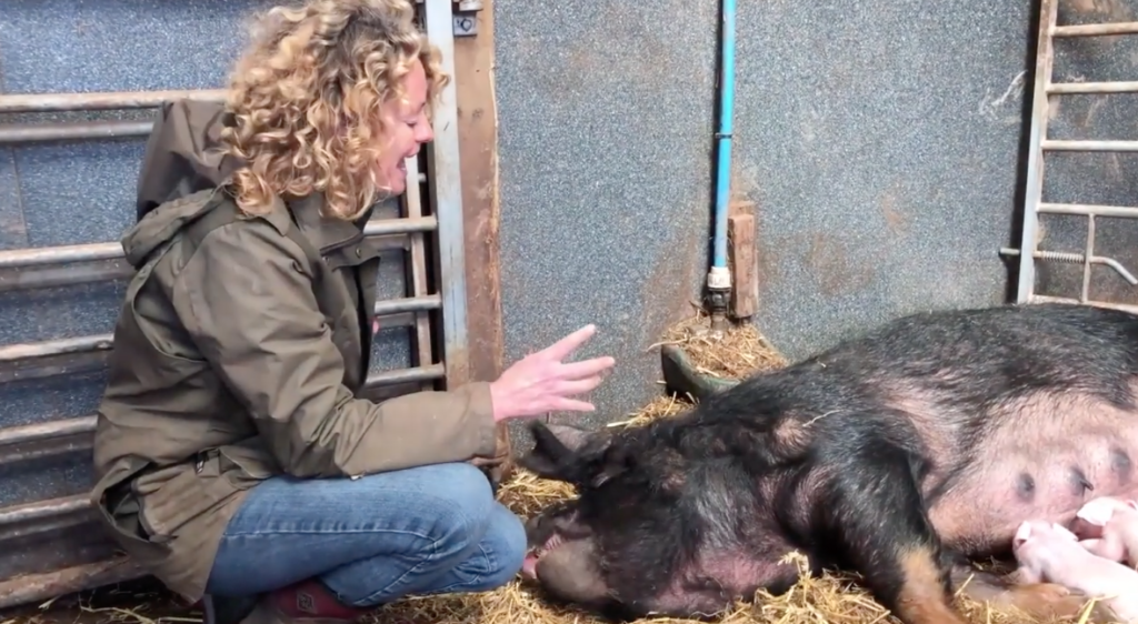Gertie's piglets have arrived!