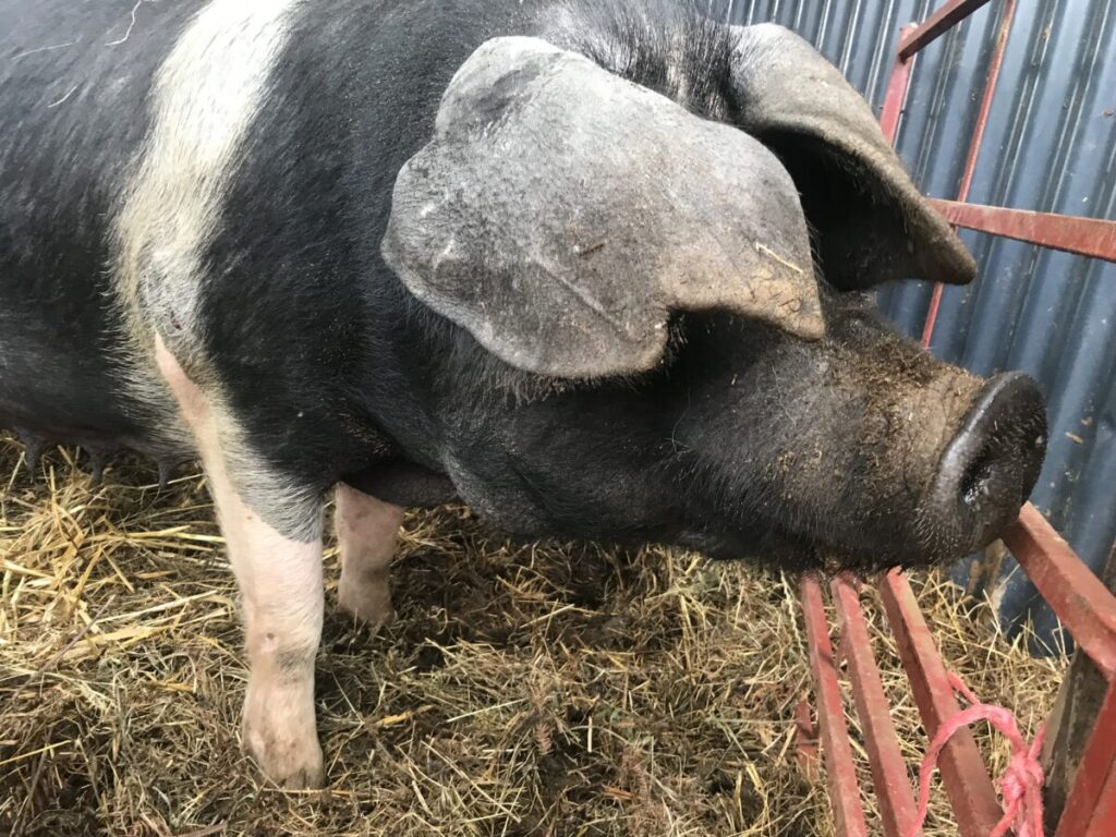 Saddleback sow at Kate Humble's farm Humble by Nature