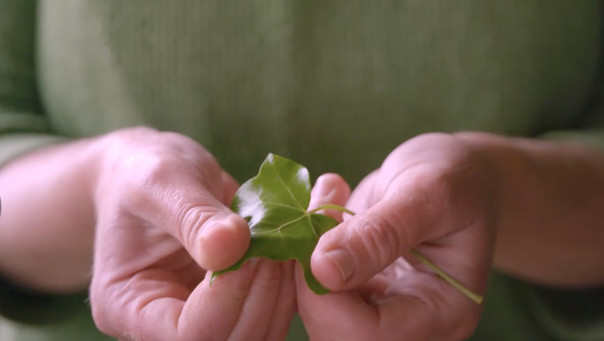 Go on a foraging course